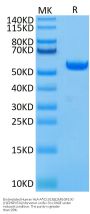 Biotinylated Human HLA-A*02:01&B2M&GP100 (YLEPGPVTA) Monomer Protein (MHC-HM402B)