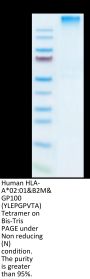Human HLA-A*02:01&B2M&GP100 (YLEPGPVTA) Tetramer Protein (MHC-HM402T)