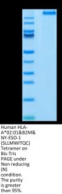 Human HLA-A*02:01&B2M&NY-ESO-1 (SLLMWITQC) Tetramer Protein (MHC-HM405T)