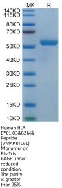 Human HLA-E*01:03&B2M&Peptide (VMAPRTLVL) Monomer Protein (MHC-HM406)
