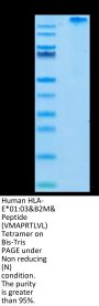 Human HLA-E*01:03&B2M&Peptide (VMAPRTLVL) Tetramer Protein (MHC-HM406T)