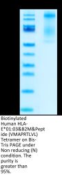Biotinylated Human HLA-E*01:03&B2M&Peptide (VMAPRTLVL) Tetramer Protein (MHC-HM406TB)