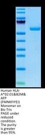 Human HLA-A*02:01&B2M&AFP (FMNKFIYEI) Monomer Protein (MHC-HM407)