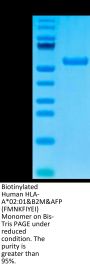 Biotinylated Human HLA-A*02:01&B2M&AFP (FMNKFIYEI) Monomer Protein (MHC-HM407B)