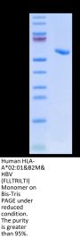 Human HLA-A*02:01&B2M&HBV (FLLTRILTI) Monomer Protein (MHC-HM409)