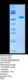 Biotinylated Human HLA-A*02:01&B2M&HBV (FLLTRILTI) Monomer Protein (MHC-HM409B)