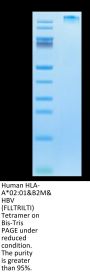 Human HLA-A*02:01&B2M&HBV (FLLTRILTI) Tetramer Protein (MHC-HM409T)