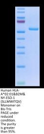 Human HLA-A*02:01&B2M&NY-ESO-1 (SLLMWITQV) Monomer Protein (MHC-HM40N)