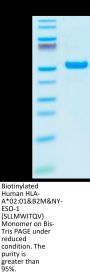 Biotinylated Human HLA-A*02:01&B2M&NY-ESO-1 (SLLMWITQV) Monomer Protein (MHC-HM40NB)