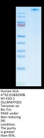 Human HLA-A*02:01&B2M&NY-ESO-1 (SLLMWITQV) Tetramer Protein (MHC-HM40NT)