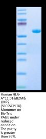 Human HLA-A*11:01&B2M&LMP2 (SSCSSCPLTK) Monomer Protein (MHC-HM410)