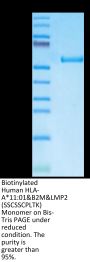 Biotinylated Human HLA-A*11:01&B2M&LMP2 (SSCSSCPLTK) Monomer Protein (MHC-HM410B)