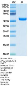 Human HLA-A*02:01&B2M&LMP2 (CLGGLLTMV) Monomer Protein (MHC-HM411)