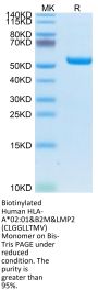 Biotinylated Human HLA-A*02:01&B2M&LMP2 (CLGGLLTMV) Monomer Protein (MHC-HM411B)