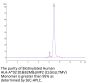 Biotinylated Human HLA-A*02:01&B2M&LMP2 (CLGGLLTMV) Monomer Protein (MHC-HM411B)