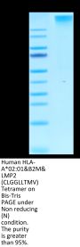 Human HLA-A*02:01&B2M&LMP2 (CLGGLLTMV) Tetramer Protein (MHC-HM411T)