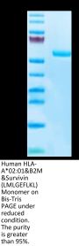 Human HLA-A*02:01&B2M&Survivin (LMLGEFLKL) Monomer Protein (MHC-HM412)