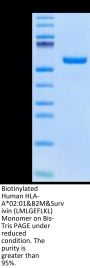 Biotinylated Human HLA-A*02:01&B2M&Survivin (LMLGEFLKL) Monomer Protein (MHC-HM412B)