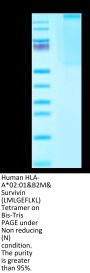 Human HLA-A*02:01&B2M&Survivin (LMLGEFLKL) Tetramer Protein (MHC-HM412T)