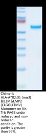 Chimeric HLA-A*02:01 (mα3) &B2M&LMP2 (CLGGLLTMV) Monomer Protein (MHC-HM413)
