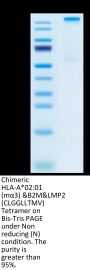 Chimeric HLA-A*02:01 (mα3) &B2M&LMP2 (CLGGLLTMV) Tetramer Protein (MHC-HM413T)