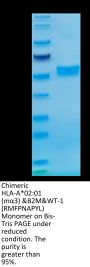 Chimeric HLA-A*02:01 (mα3) &B2M&WT-1 (RMFPNAPYL) Monomer Protein (MHC-HM414)