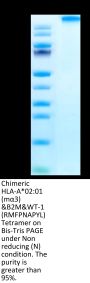 Chimeric HLA-A*02:01 (mα3) &B2M&WT-1 (RMFPNAPYL) Tetramer Protein (MHC-HM414T)
