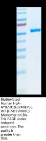 Biotinylated Human HLA-A*02:01&B2M&P53 WT (HMTEVVRRC) Monomer Protein (MHC-HM416B)