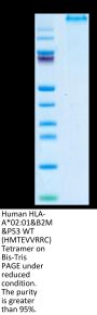 Human HLA-A*02:01&B2M&P53 WT (HMTEVVRRC) Tetramer Protein (MHC-HM416T)