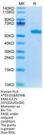 Human HLA-A*03:01&B2M&KRAS G12V (VVVGAVGVGK) Monomer Protein (MHC-HM418)