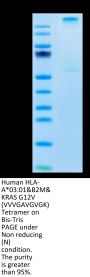 Human HLA-A*03:01&B2M&KRAS G12V (VVVGAVGVGK) Tetramer Protein (MHC-HM418T)