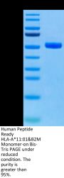 Human Peptide Ready HLA-A*11:01&B2M Monomer Protein (MHC-HM41R)