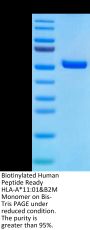 Biotinylated Human Peptide Ready HLA-A*11:01&B2M Monomer Protein (MHC-HM41RB)