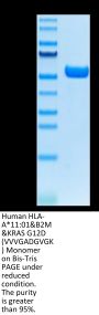 Human HLA-A*11:01&B2M&KRAS G12D (VVVGADGVGK) Monomer Protein (MHC-HM420)