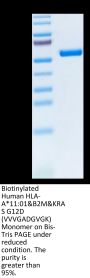 Biotinylated Human HLA-A*11:01&B2M&KRAS G12D (VVVGADGVGK) Monomer Protein (MHC-HM420B)
