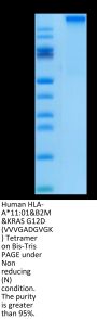 Human HLA-A*11:01&B2M&KRAS G12D (VVVGADGVGK) Tetramer Protein (MHC-HM420T)
