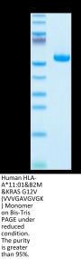 Human HLA-A*11:01&B2M&KRAS G12V (VVVGAVGVGK) Monomer Protein (MHC-HM421)