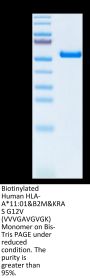 Biotinylated Human HLA-A*11:01&B2M&KRAS G12V (VVVGAVGVGK) Monomer Protein (MHC-HM421B)