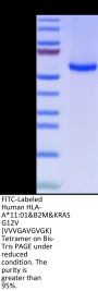 FITC-Labeled Human HLA-A*11:01&B2M&KRAS G12V (VVVGAVGVGK) Monomer Protein (MHC-HM421F)