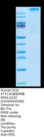 Human HLA-A*11:01&B2M&KRAS G12V (VVVGAVGVGK) Tetramer Protein (MHC-HM421T)