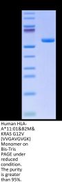 Human HLA-A*11:01&B2M&KRAS G12V (VVGAVGVGK) Monomer Protein (MHC-HM422)