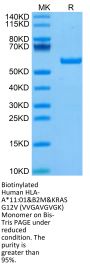 Biotinylated Human HLA-A*11:01&B2M&KRAS G12V (VVGAVGVGK) Monomer Protein (MHC-HM422B)