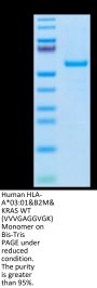Human HLA-A*03:01&B2M&KRAS WT (VVVGAGGVGK) Monomer Protein (MHC-HM423)