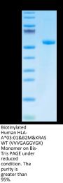 Biotinylated Human HLA-A*03:01&B2M&KRAS WT (VVVGAGGVGK) Monomer Protein (MHC-HM423B)