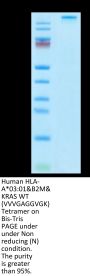 Human HLA-A*03:01&B2M&KRAS WT (VVVGAGGVGK) Tetramer Protein (MHC-HM423T)