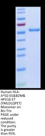 Human HLA-A*02:01&B2M&HPV16 E7 (YMLDLQPET) Monomer Protein (MHC-HM424)