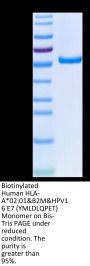 Biotinylated Human HLA-A*02:01&B2M&HPV16 E7 (YMLDLQPET) Monomer Protein (MHC-HM424B)