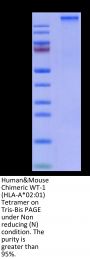 Human&Mouse Chimeric WT-1 (HLA-A*02:01) Tetramer Protein (MHC-HM425T)