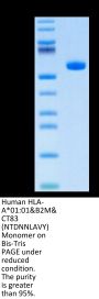Human HLA-A*01:01&B2M&CT83 (NTDNNLAVY) Monomer Protein (MHC-HM426)