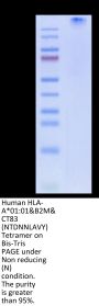 Human HLA-A*01:01&B2M&CT83 (NTDNNLAVY) Tetramer Protein (MHC-HM426T)